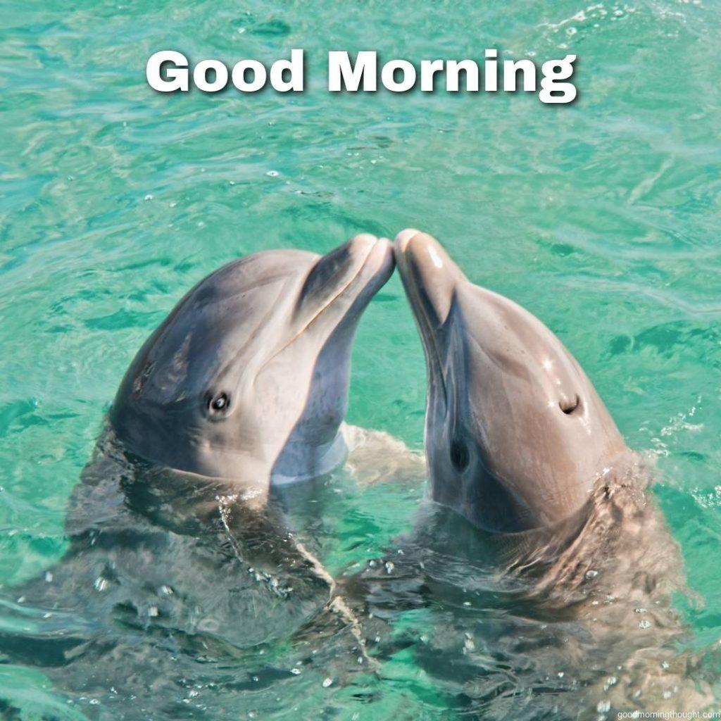 Two dolphins kiss in Caribbean waters. Love Romantic Kiss Good Morning Image