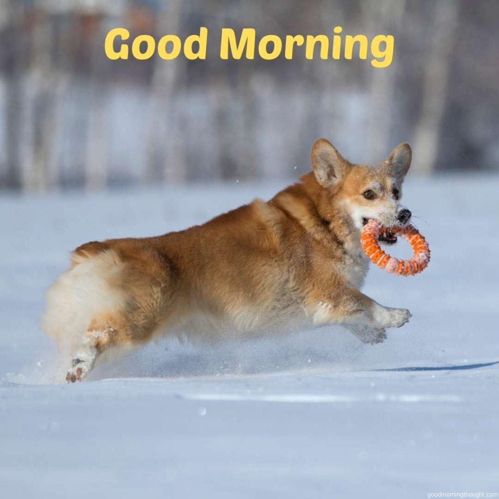 Winter Scene_ Dog playing with a ring in ice, Good Morning, Winter Images