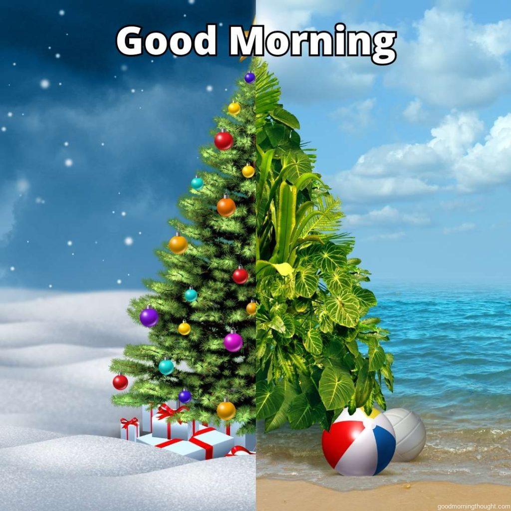 Winter and tropical The Christmas holiday concept of a festively decorated pine tree on one half and a tropical plant arrangement on a sunny Good morning_ text