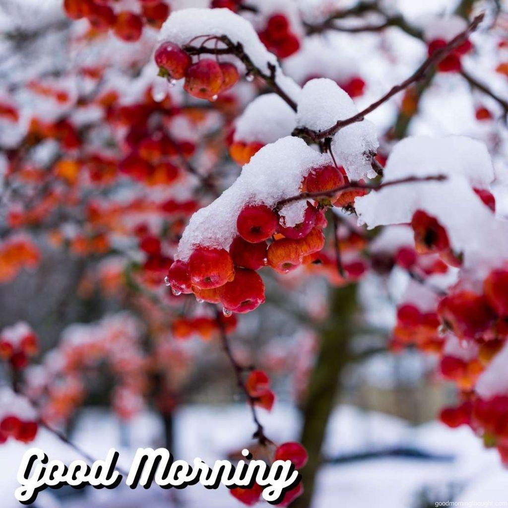 Winter scene of snow-covered berries, Good morning, winter images