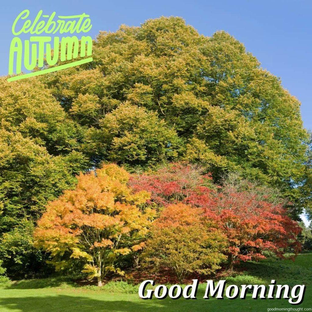 a high-resolution stitch of autumn woodland in an arboretum, good morning text