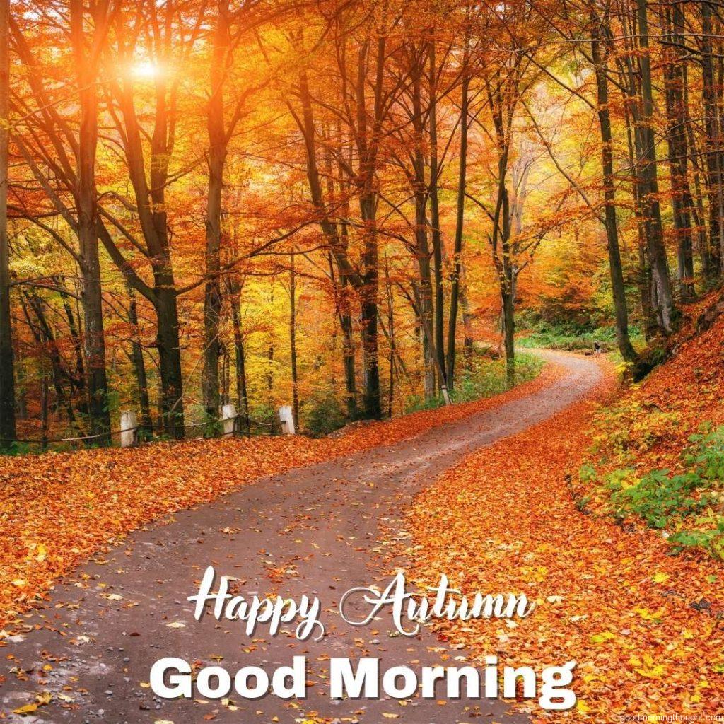 autumn alley, Beautiful Autumn Good morning images