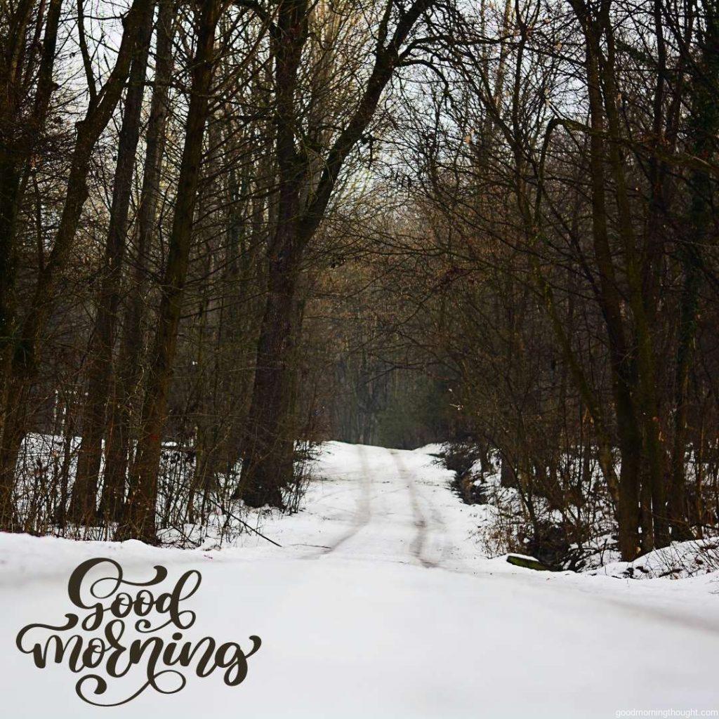 winter at the base of trees, covering the road with snow. Good Morning, Winter Images