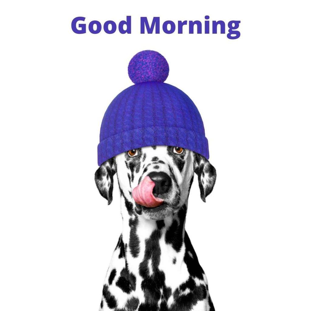 winter dog in a wool hat, Good Morning, Winter Images