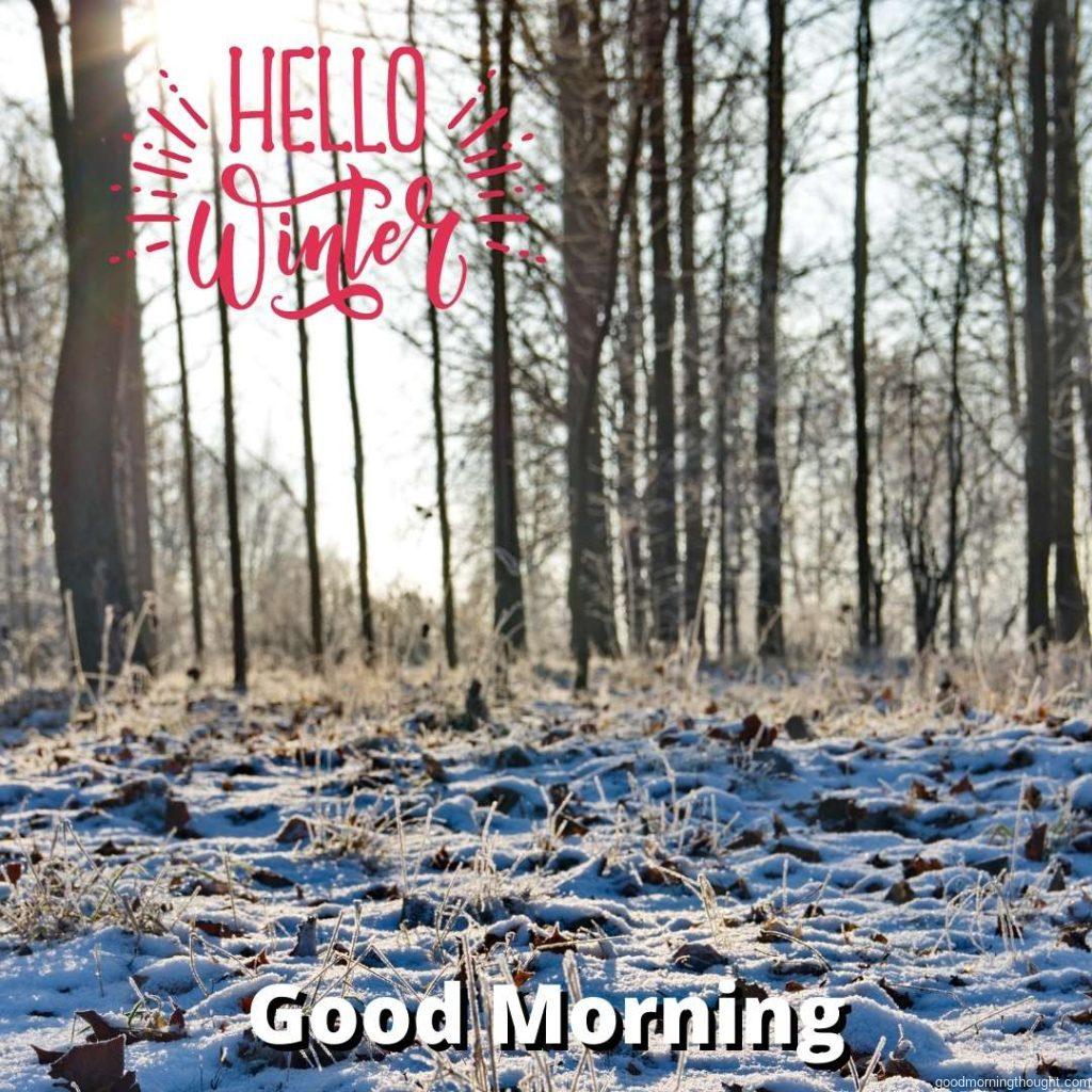 winter trees, good morning text