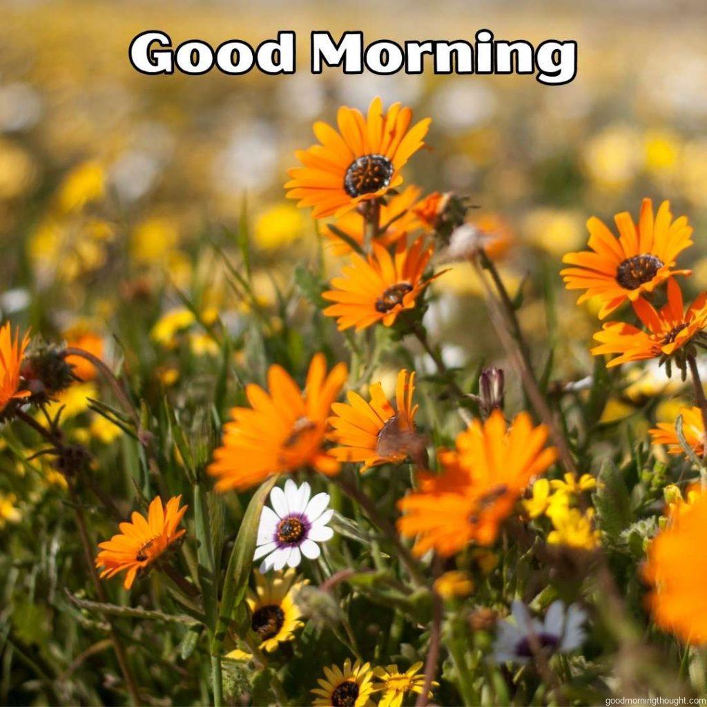 Happiness, a close-up of beautiful flowers, and _Good Morning_ text