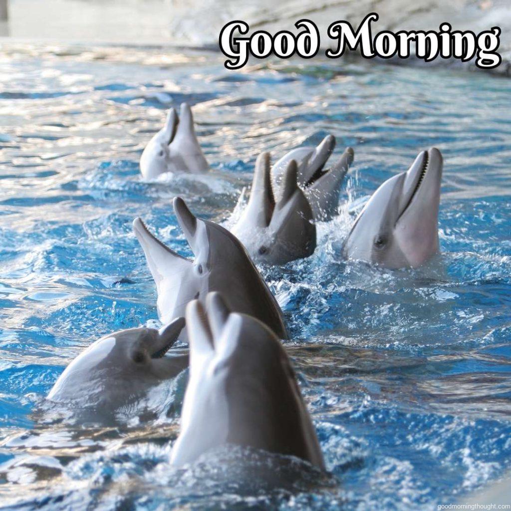 Seven happy dolphins, Happy Good Morning Images