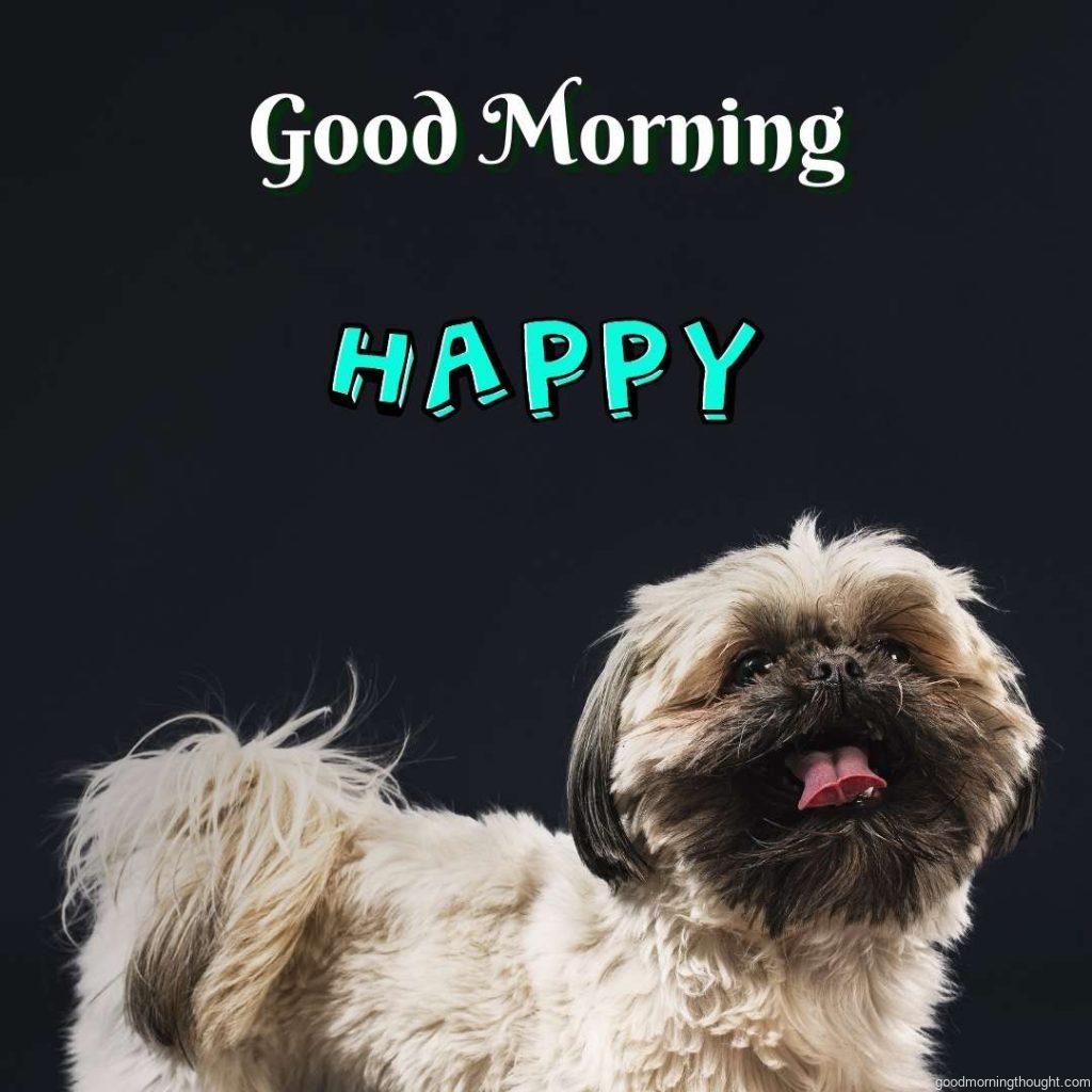 image of a happy Shih Tzu dog in Bucharest, Romania, _Good Morning_ text